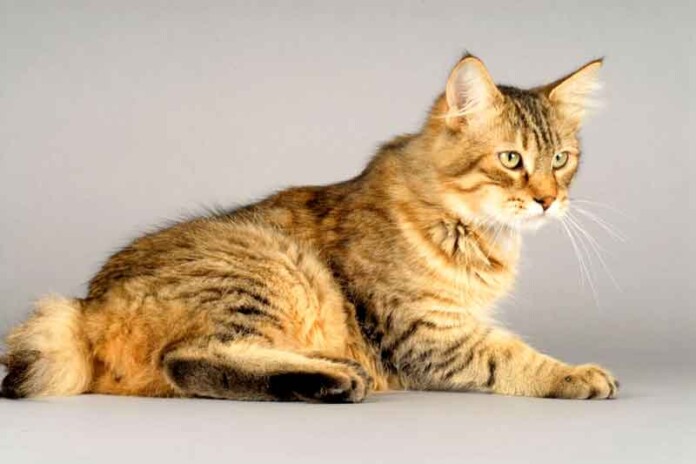 4-características-do-gato-da-raça-pixie-bob
