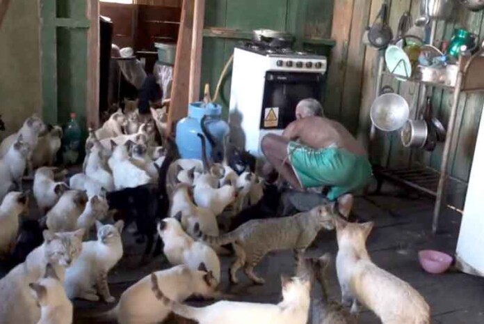 Sepet-realiza-mutirão-de-castração-e-resgata-95-gatos-em-Careiro-da-Várzea