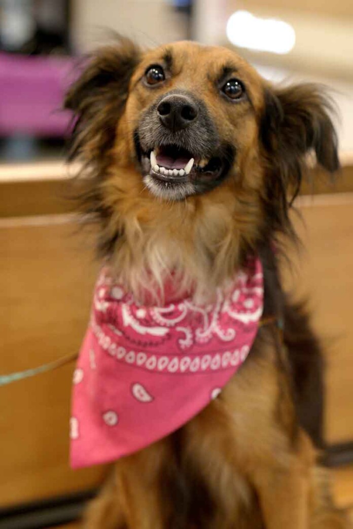 Cães-e-gatos-vacinados-estarão-disponíveis-para-adoção-no-Amazonas-Shopping
