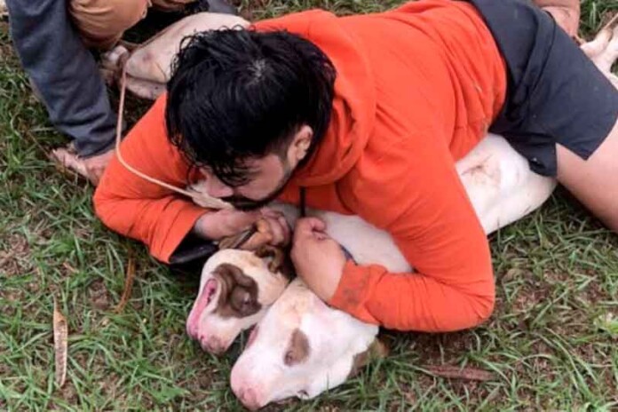 Ernesto-Bocão-é-atacado-por-pitbulls-e-diz-Poderia-ter-sido-uma-criança