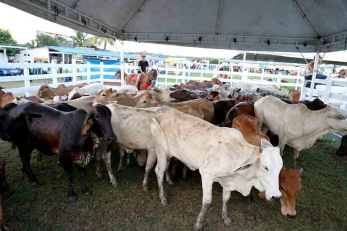 Feira-agropecuária-em-Nhamundá-projeta-desenvolvimento-econômico-no-interior