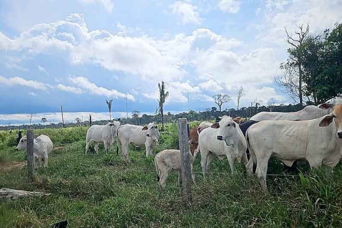 Operação-Tamoiotatá-flagra-esquema-criminoso-de-pecuária-ilegal-na-Floresta-de-Tapauá