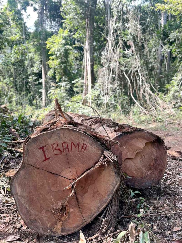 Ibama-intensifica-fiscalização-na-BR-319-e-combate-desmatamento-ilegal-no-Amazonas