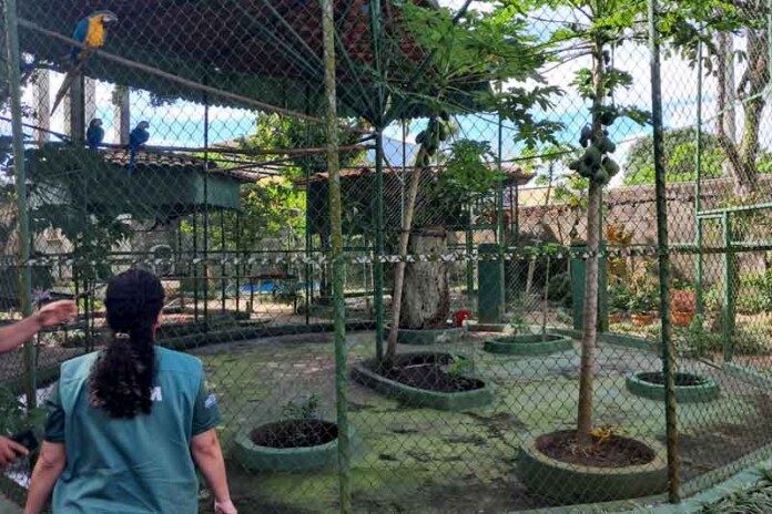 Ipaam-orienta-sobre-licenciamento-para-mantenedores-de-fauna-silvestre-no-Amazonas