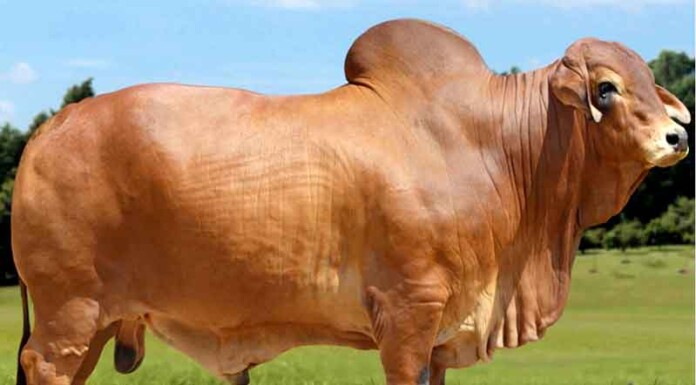 Maior-programa-do-mundo-de-eficiência-na-IATF-em-vacas-de-corte-é-brasileiro