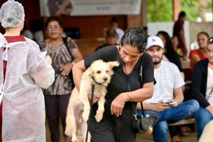Mais-de-800-cães-e-gatos-são-castrados-gratuitamente-em-Iranduba