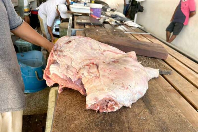 Mercado-de-Itacoatiara-é-alvo-de-fiscalização-e-tem-carne-de-capivara-apreendida