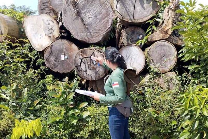 Transporte-de-madeira-no-Amazonas-é-monitorado-em-tempo-real-pelo-Ipaam