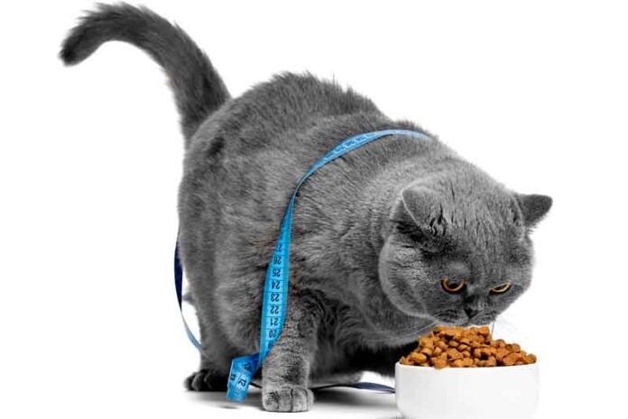 alimentado-um-gato