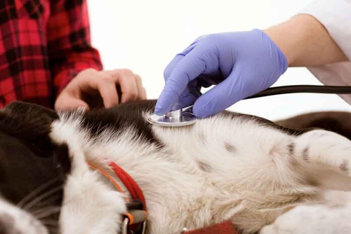 A-importância-de-cuidar-da-saúde-dos-pets