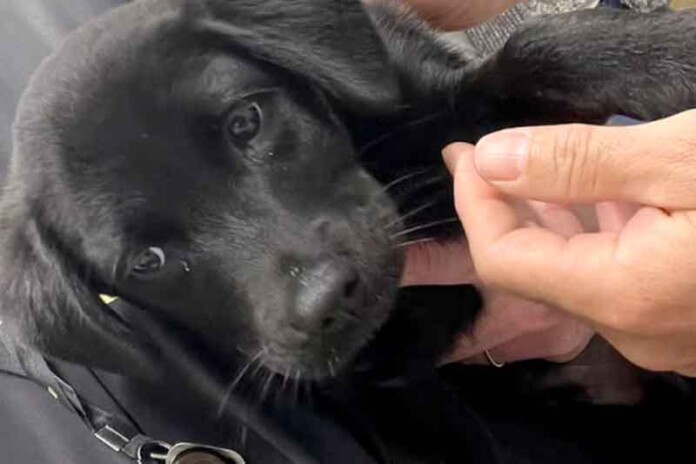 Cachorro-é-abandonado-no-aeroporto-e-dono-acaba-atrás-das-grades
