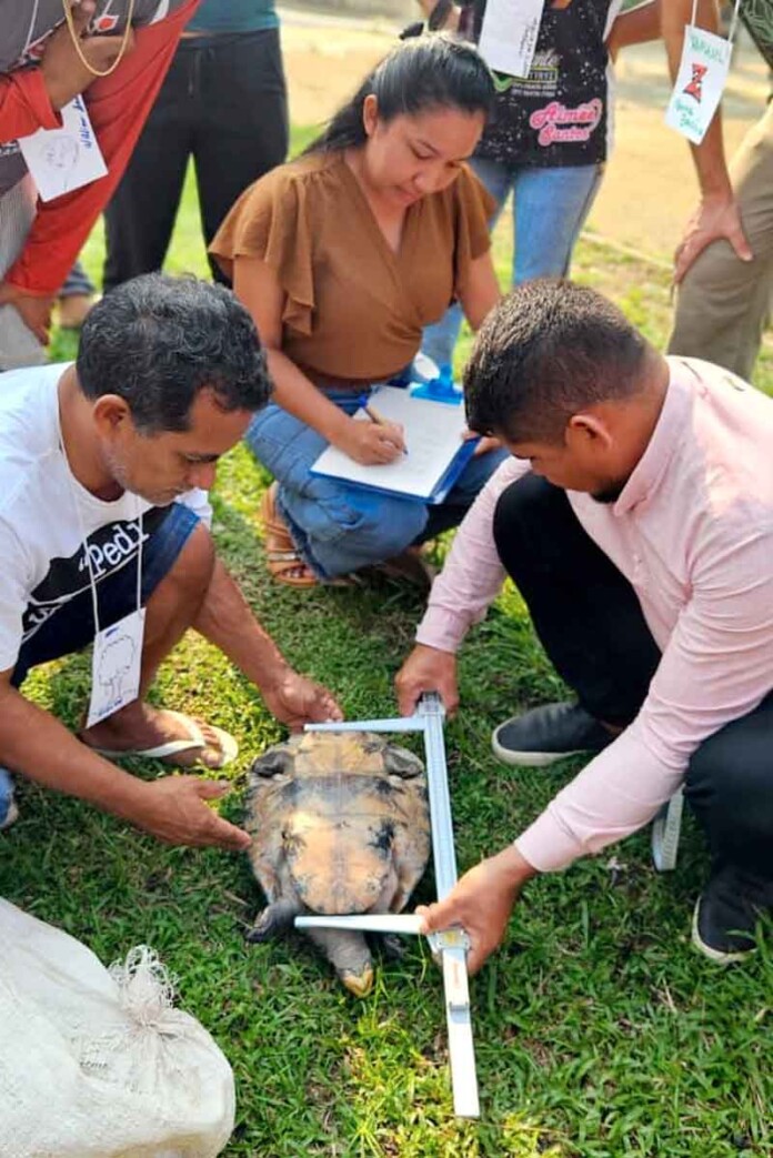 Filhotes-de-tartaruga-têm-chance-de-vida-graças-a-curso-intensivo-na-Amazônia