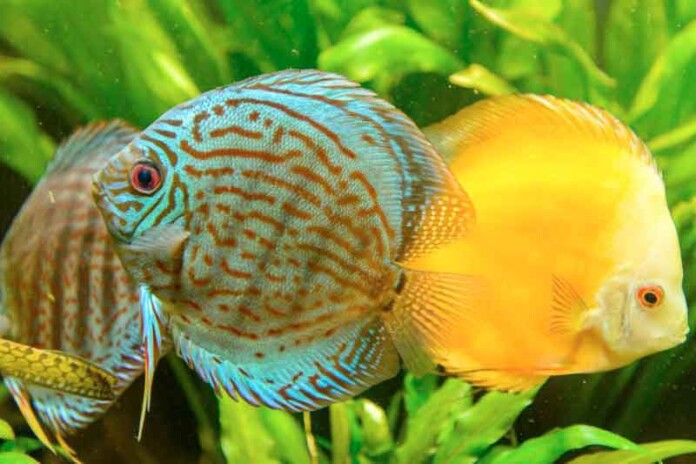 Peixes-ornamentais-impulsionam-economia,-mas-exigem-controle-ambiental-e-técnico