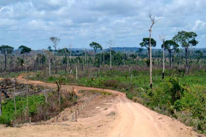Pesquisa-projeta-avanço-do-desmatamento-na-região-Trans-Purus-até-2070
