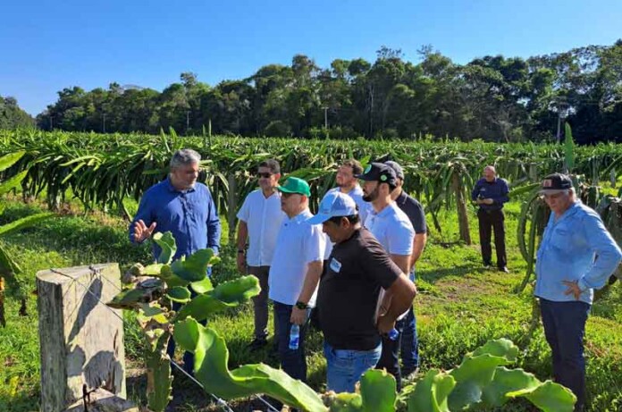 Suframa-visita-produtor-de-pitaya-que-abastece-Manaus-e-reforça-apoio-ao-setor-agroindustrial