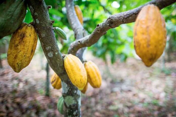 Amazônia-mostra-força-e-cacau-nativo-desponta-como-ouro-marrom-da-bioeconomia