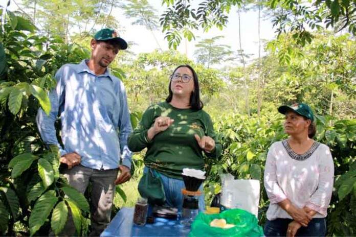 Café-de-Apuí-conquista-o-Brasil