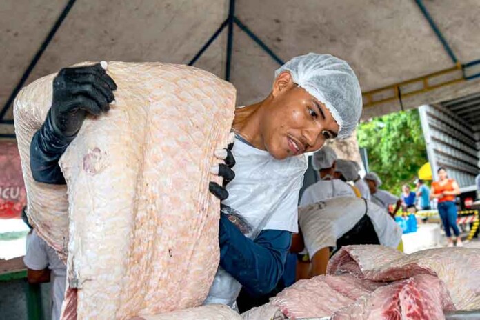 Feira-do-Pirarucu-em-Tefé-e-Alvarães-promete-festa-e-peixes-de-qualidade1