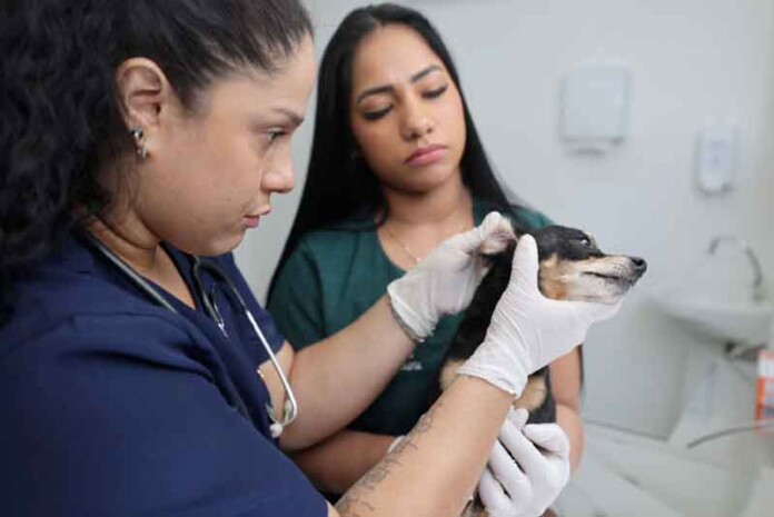 Pets-de-Manaus-ganham-hospital-de-última-geração-com-atendimento-especializado