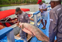 Projeto fortalece cadeia do pirarucu e amplia alternativas de renda na Amazônia