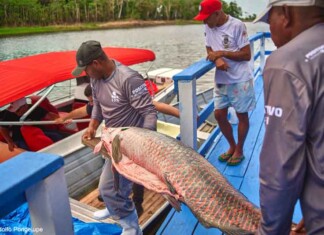 Projeto fortalece cadeia do pirarucu e amplia alternativas de renda na Amazônia