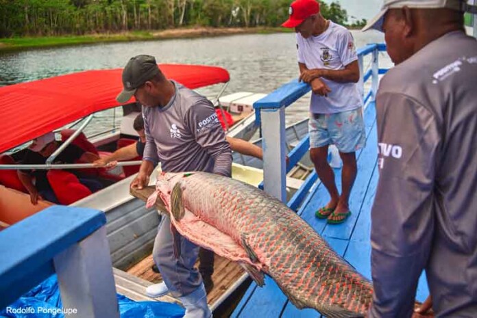 Projeto-fortalece-cadeia-do-pirarucu-e-amplia-alternativas-de-renda-na-Amazônia