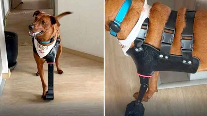 cães-ganham-movimento-com-próteses-3D