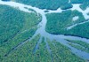 Vitória verde! Amazonas reduz desmatamento e dá exemplo para o Brasil!