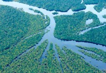 Vitória verde! Amazonas reduz desmatamento e dá exemplo para o Brasil!