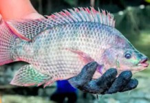 Governo libera tilápia do Vietnã no mesmo dia em que declara espécie como invasora