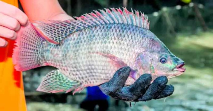 Brasil-abre-as-portas-para-tilápia-vietnamita-enquanto-chama-a-própria-espécie-de-invasora
