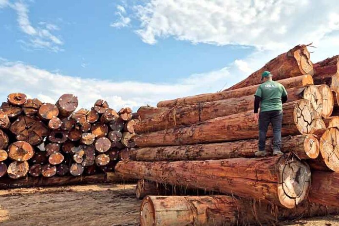 Manejo-florestal-sustentável-avança-no-Amazonas-com-novas-autorizações-do-Ipaam