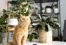 Plantas e pets: como montar um lar seguro sem abrir mão do verde
