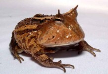 “Save the Frogs”: Tefé promove sensibilização e apresenta guia ilustrado de anfíbios