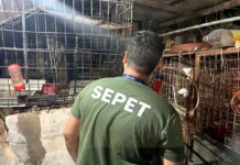Cativeiro de horrores: Sepet-AM resgata mais de 20 animais em canil clandestino