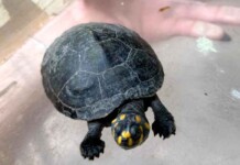 Fauna urbana cresce e Ipaam vira linha direta para salvar animais silvestres