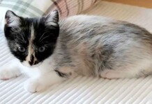 O gato de smoking que mudou o que sabemos sobre as cores da pelagem