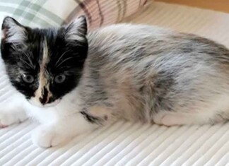 O gato de smoking que mudou o que sabemos sobre as cores da pelagem