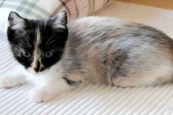 O-gato-de-smoking-que-mudou-o-que-sabemos-sobre-as-cores-da-pelagem