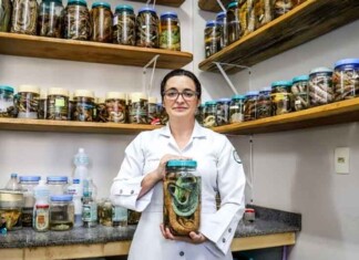 Professora da UEA vence prêmio nacional com estudo sobre tratamento de picadas de jararaca