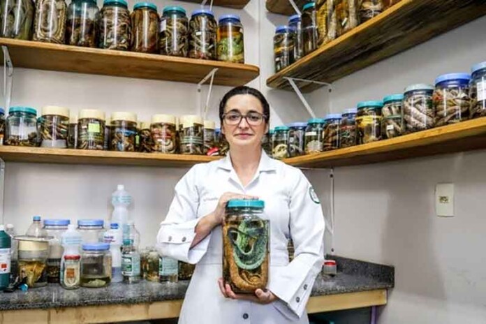 Professora-da-UEA-vence-prêmio-nacional-com-estudo-sobre-tratamento-de-picadas-de-jararaca