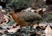 Tinamu raro intriga por comportamento que lembra o dodô extinto no século 17