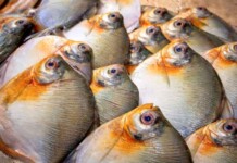 Doença de Haff no Amazonas exige atenção redobrada no consumo de pescado