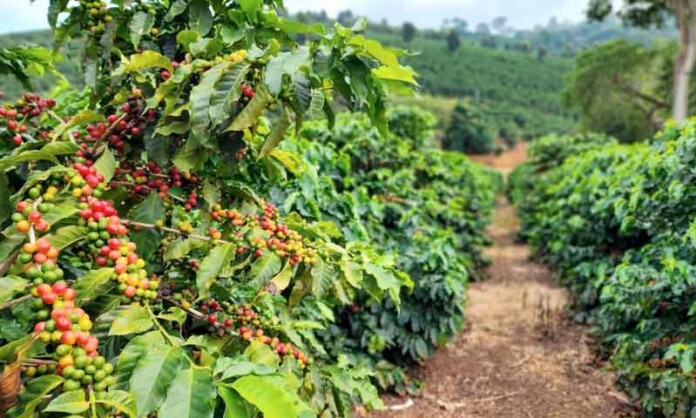 Café-mineiro-deve-bater-recorde-histórico-com-a-maior-colheita-de-café-em-2026