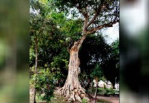 O Mulateiro da Praça da Polícia está sendo devorado em silêncio e Manaus precisa acordar