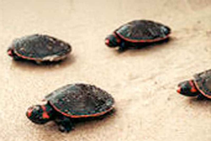 Quase-8-mil-quelônios-são-devolvidos-à-natureza-no-Rio-Jauaperi
