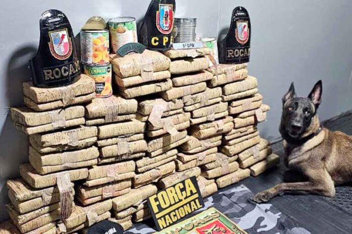 Traficantes-escondem-droga-em-tubos-de-PVC-mas-cão-policial-descobre-disfarce-milionário