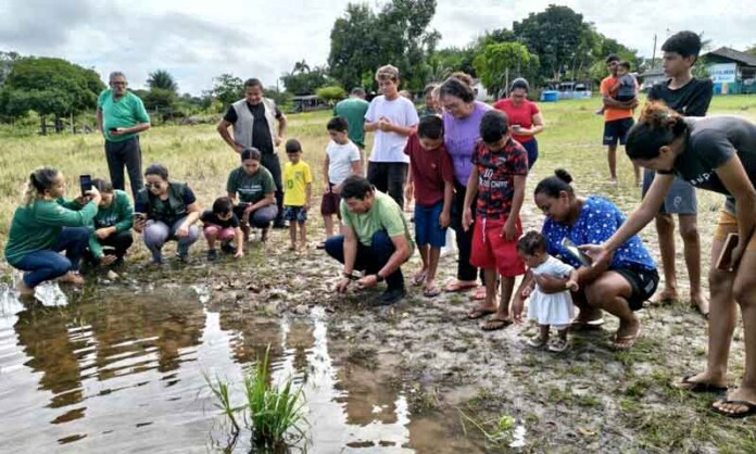 Quase-mil-quelônios-ganham-liberdade-e-reforçam-a-preservação-no-Amazonas