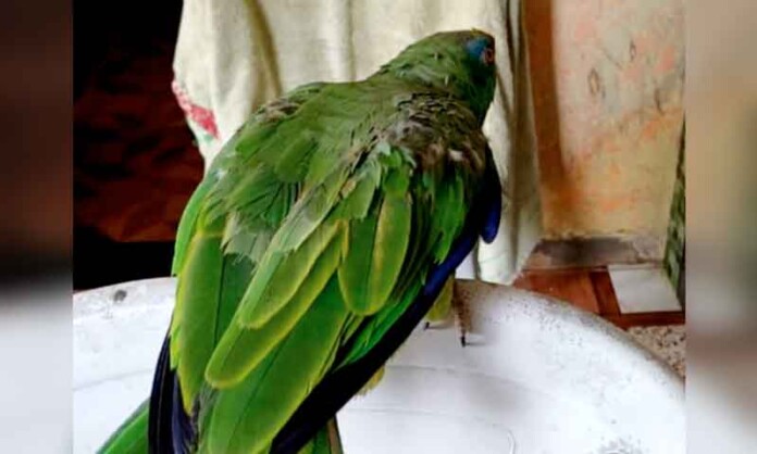 Animais-apreendidos-em-bairros-de-Manaus-mostram-problema-que-vai-além-da-ilegalidade