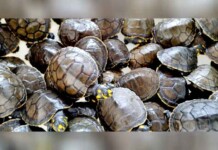 Soltura de tracajás no Amazonas mostra que preservar a natureza ainda depende de ação contínua